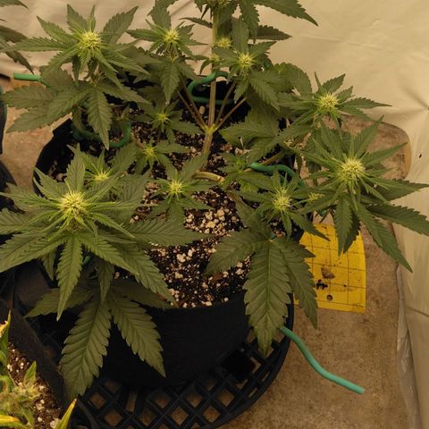 Runtz (1) growlog timeline photo