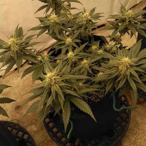 Runtz (1) growlog timeline photo