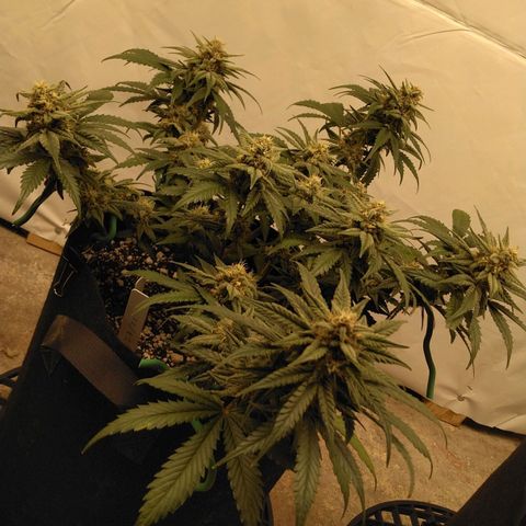 Runtz (1) growlog timeline photo