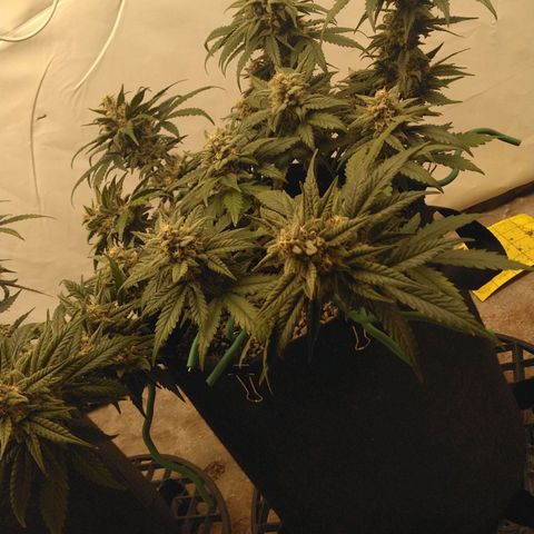 Runtz (1) growlog timeline photo
