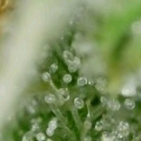 Runtz (1) growlog photo: Starting to cloud up. Slight amber color also....
Begin flush as of today