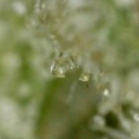 Runtz (1) growlog photo: Starting to cloud up. Slight amber color also....
Begin flush as of today