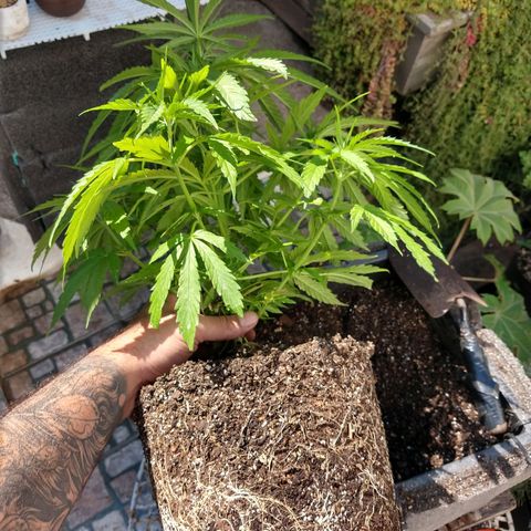 Plantin Leo. Beto growlog photo: Teansplante
