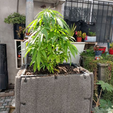 Plantin Leo. Beto growlog photo: Teansplante