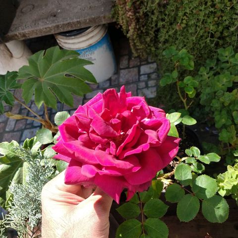 Plantin Leo. Beto growlog timeline photo