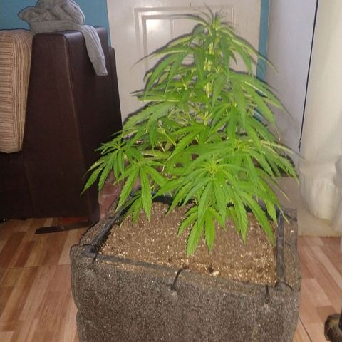 Plantin Leo. Beto growlog photo: Todo bien. Pise potasico