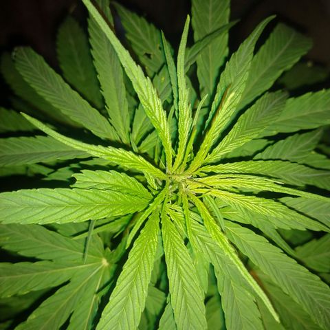 Plantin Leo. Beto growlog photo: Todo bien. Pise potasico