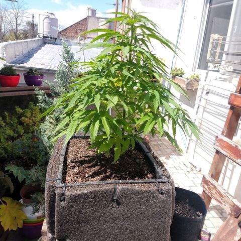 Plantin Leo. Beto growlog photo: Bella