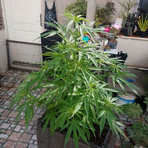 Plantin Leo. Beto growlog photo: Hoy recibió su cuota de ferti. Esta humeda eoro regue igual. Asi no riego mas x dia y respeto su siclo de fertilizantes. Top veg. Bigone. Micorrizas