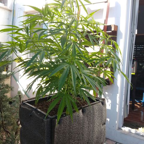 Plantin Leo. Beto growlog photo: Hermosa