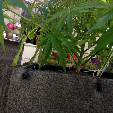 Plantin Leo. Beto growlog photo: Atado 
Scaei traising.palurdo