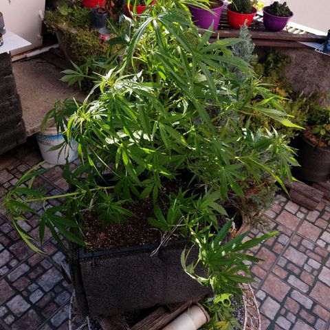 Plantin Leo. Beto growlog photo: Atado 
Scaei traising.palurdo