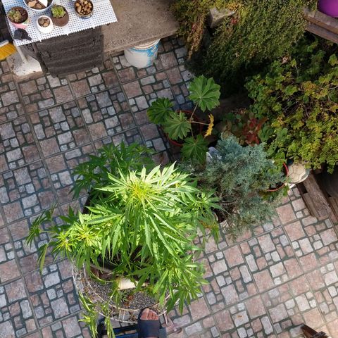 Plantin Leo. Beto growlog photo: Atado 
Scaei traising.palurdo