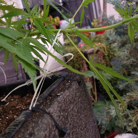 Plantin Leo. Beto growlog photo: Atado 
Scaei traising.palurdo