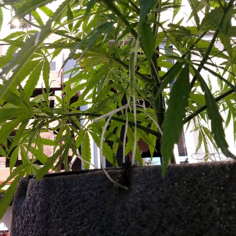 Plantin Leo. Beto growlog photo: Atado 
Scaei traising.palurdo