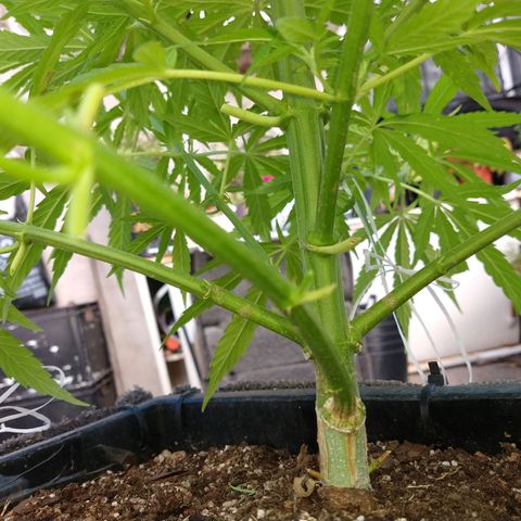 Plantin Leo. Beto growlog photo: Atado 
Scaei traising.palurdo