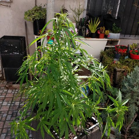 Plantin Leo. Beto growlog photo: Antes riego