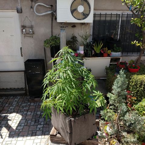Plantin Leo. Beto growlog photo: Despues de riego