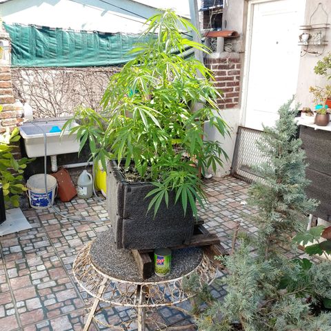 Plantin Leo. Beto growlog photo: Asi me voy 