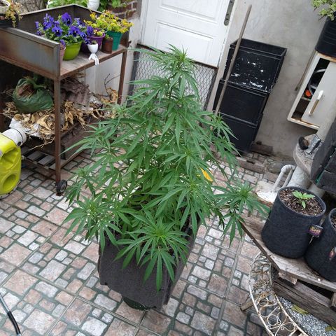 Plantin Leo. Beto growlog photo: Vuelta