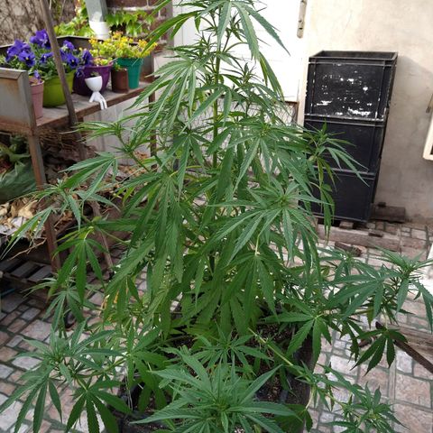 Plantin Leo. Beto growlog photo: Con sed
Riego agua 5.6 
1500mll 
