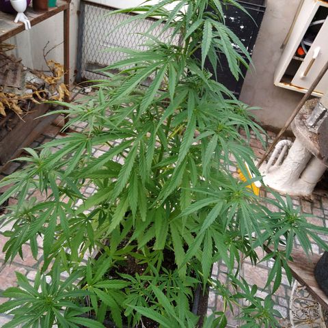 Plantin Leo. Beto growlog photo: Ya no tiene sed