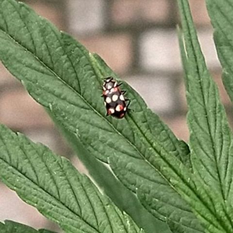 Plantin Leo. Beto growlog photo: Visitas