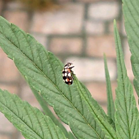 Plantin Leo. Beto growlog photo: Visitas