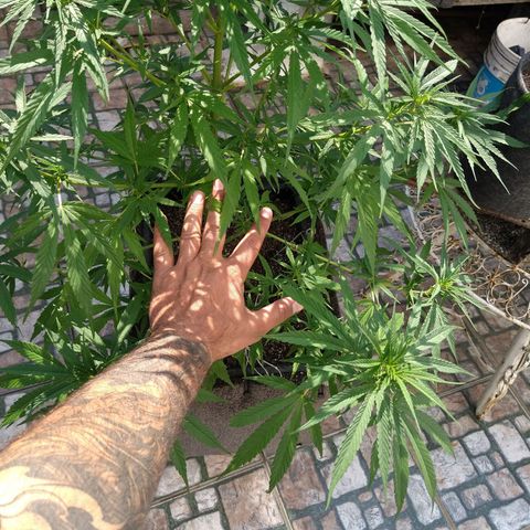 Plantin Leo. Beto growlog photo: Se libero espacio por medio de desfoliacion de hojas más grandes y viejas 