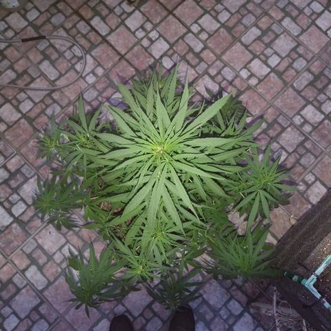 Plantin Leo. Beto growlog photo: 🤩