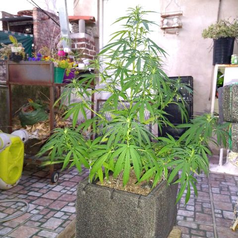 Plantin Leo. Beto growlog photo: 🤩