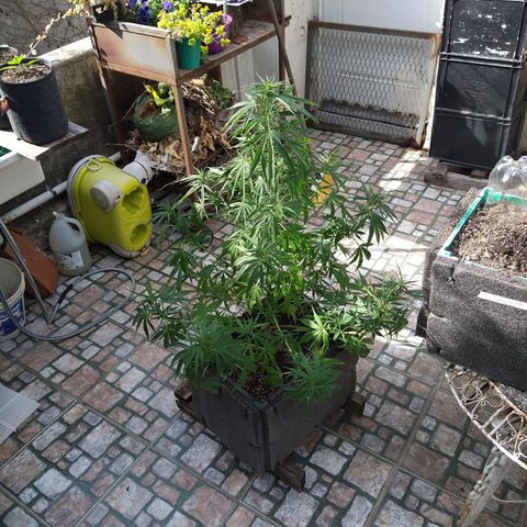 Plantin Leo. Beto growlog photo: Sed. Riego. pH 5.7. 2.200mll