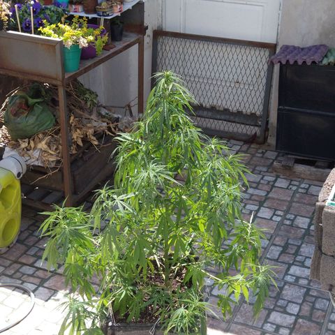 Plantin Leo. Beto growlog photo: Antes de riego 