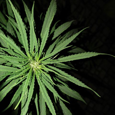 Plantin Leo. Beto growlog photo: Comienza flora. A controlar luz xq si no revegeta