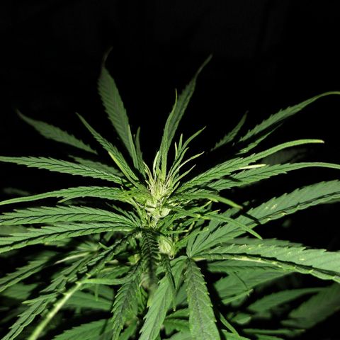 Plantin Leo. Beto growlog photo: Comienza flora. A controlar luz xq si no revegeta