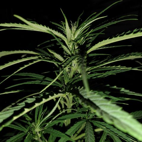 Plantin Leo. Beto growlog photo: Comienza flora. A controlar luz xq si no revegeta