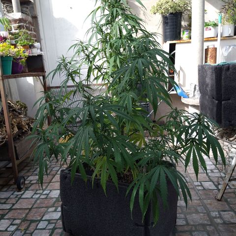 Plantin Leo. Beto growlog timeline photo