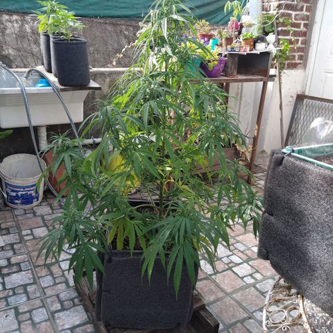 Plantin Leo. Beto growlog timeline photo