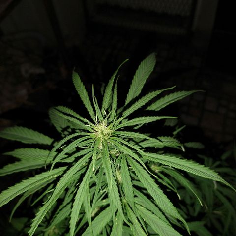 Plantin Leo. Beto growlog photo: Se la riega cuando pide . Se la entra tipo 5.30. flora. Papusa los sábados. Bichero los miércoles. Funguico los vienes. Ya se termina este último x flora. 