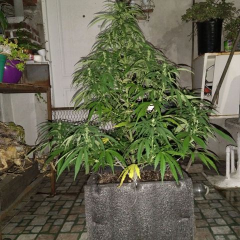 Plantin Leo. Beto growlog photo: Se la riega cuando pide . Se la entra tipo 5.30. flora. Papusa los sábados. Bichero los miércoles. Funguico los vienes. Ya se termina este último x flora. 