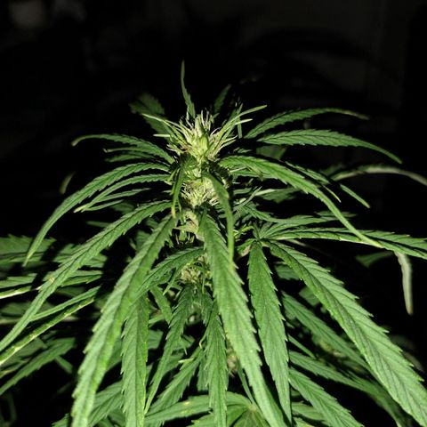 Plantin Leo. Beto growlog photo: Se la riega cuando pide . Se la entra tipo 5.30. flora. Papusa los sábados. Bichero los miércoles. Funguico los vienes. Ya se termina este último x flora. 