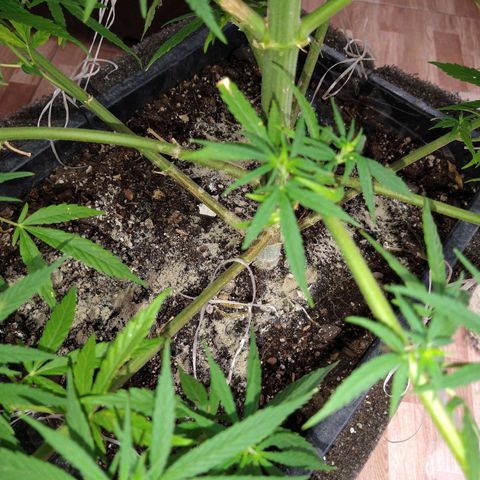 Plantin Leo. Beto growlog photo: Todo marcha bien. Está cogollando lindo. No creció más. Tierra diatomea y hoy potásico. Leve. Preventivo