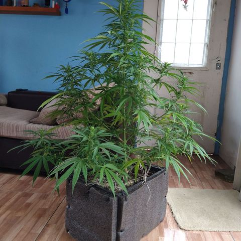 Plantin Leo. Beto growlog photo: Todo marcha bien. Está cogollando lindo. No creció más. Tierra diatomea y hoy potásico. Leve. Preventivo