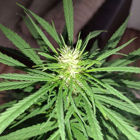 Plantin Leo. Beto growlog photo: Todo marcha bien. Está cogollando lindo. No creció más. Tierra diatomea y hoy potásico. Leve. Preventivo