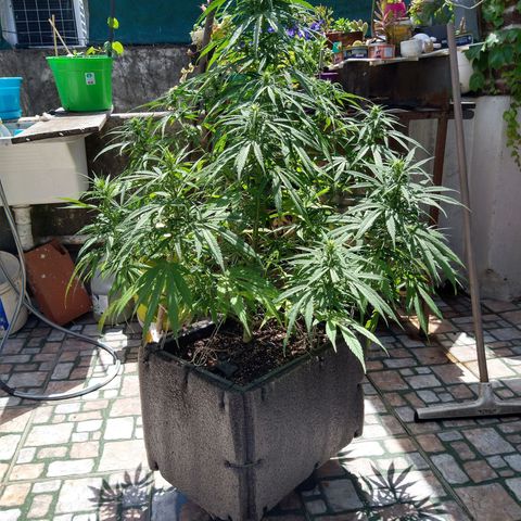 Plantin Leo. Beto growlog timeline photo