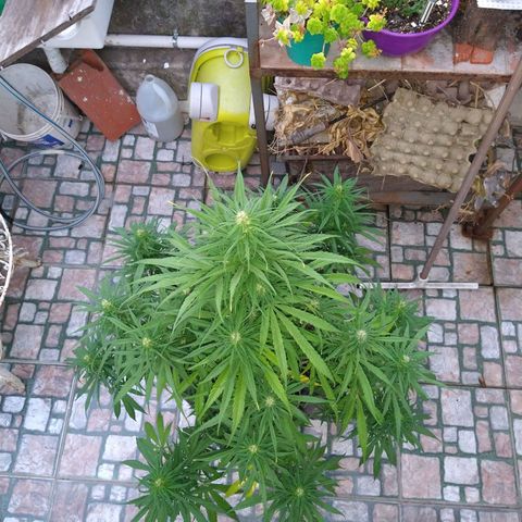 Plantin Leo. Beto growlog timeline photo