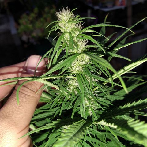Plantin Leo. Beto growlog timeline photo