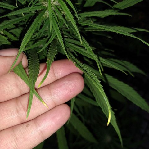 Plantin Leo. Beto growlog photo: Sobreferti ojo con el bloom