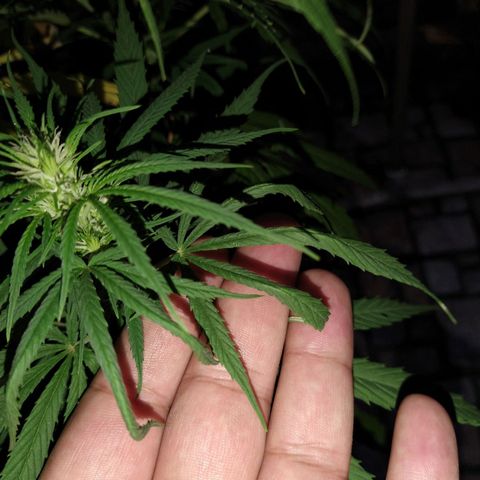 Plantin Leo. Beto growlog photo: Sobreferti ojo con el bloom