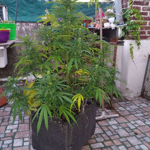 Plantin Leo. Beto growlog timeline photo